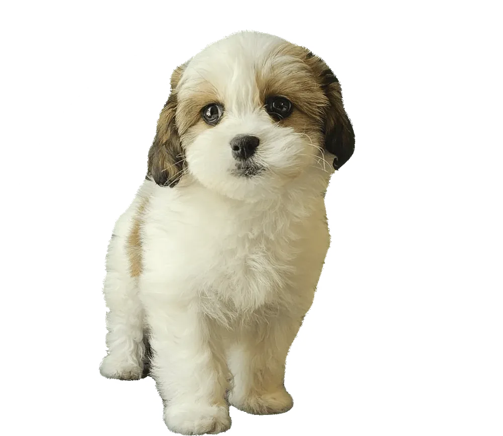 Meet Bailey