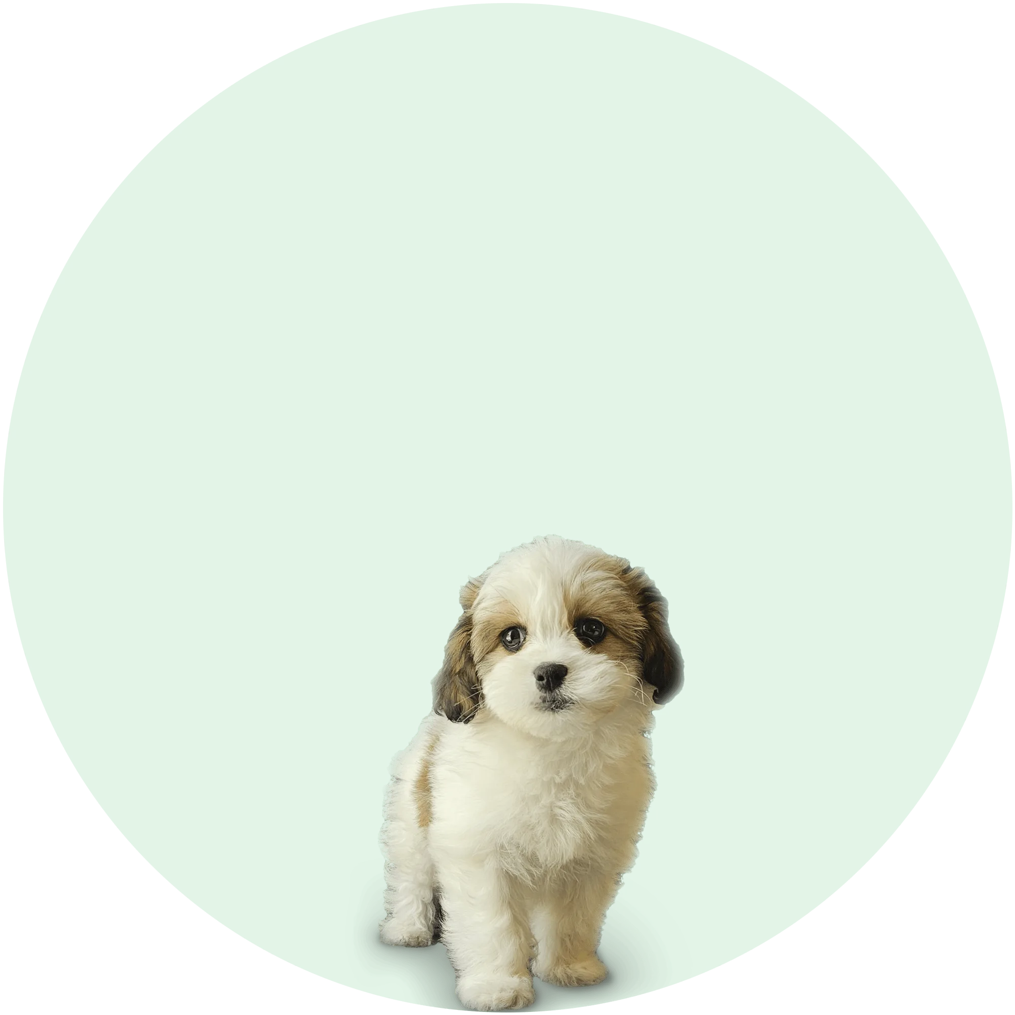 Bailey